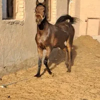 کره نریان کرد