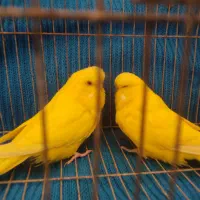 مرغ عشق انگلیسی