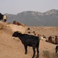 بز دورگه پاکستانی محلی|حیوانات مزرعه|کیاسر, |دیوار