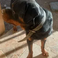 روتوایلر نر کشش|سگ|اصفهان, آبشار|دیوار