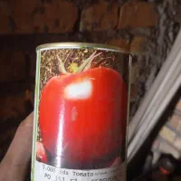 بذر صیفی جات