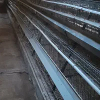 قفس مرغ تخمگذار