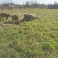 فروش گوسفند رومن رومانف با بره دوقلو وسه قلو