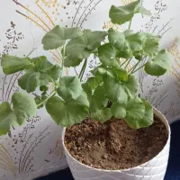 ۶تا گلدون
