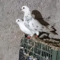 کبوتر پرشی|پرنده|املش, |دیوار