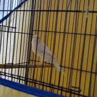 قناری نر سفید مست|پرنده|بروجرد, |دیوار