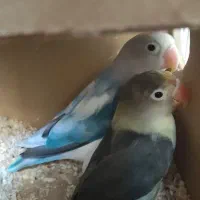 جفت طوطی برزیلی|پرنده|کازرون, |دیوار