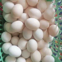 تخم مرغ محلی تازه و نطفه دار