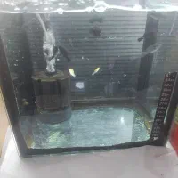 ماهی اکواریوم|ماهی|تبریز, |دیوار