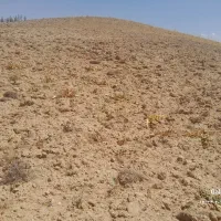 زمین کشاورزی ۴۲کیسه دیم