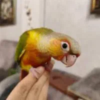 یک جفت گرینچیک مولد سرحال