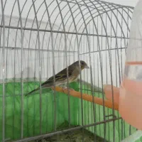 سهره قناری نر حیوان درجه یک