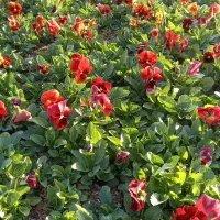 بنفشه در رنگهای مختلف و انواع خورده بار