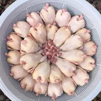 بلدرچین گوشتی|خوردنی و آشامیدنی|املش, |دیوار
