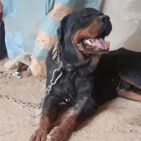 سگ روتوایلر