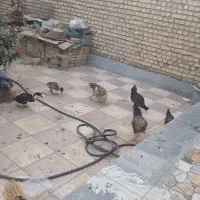 خروس مرغ|حیوانات مزرعه|اصفهان, زیار|دیوار