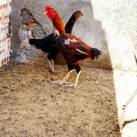 مرغ خروس لاری