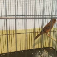 قناری نر وماده سورخ سوخته آماده جفت|پرنده|اندیمشک, |دیوار