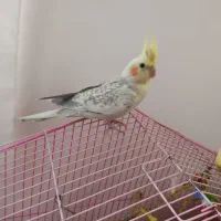 عروس هلندی|پرنده|پیرانشهر, |دیوار