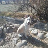 فروش سگ هاسکی|سگ|یزد, |دیوار