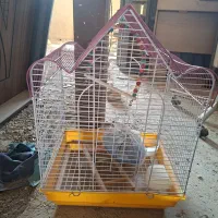 قفس عروس هلندی|لوازم جانبی حیوانات|اصفهان, حصه جنوبی|دیوار