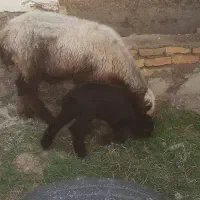 گوسفند بره دار