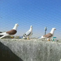سه عدد پشتدار جوان نر بدون ایراد خوش استیل.|پرنده|قزوین, |دیوار