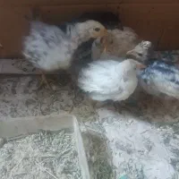 جوجه گلین یک ماه