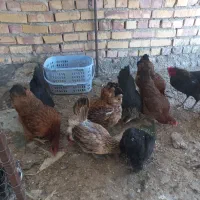 فروش مرغ وخروس