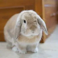 خرگوش (دورفرمان)|موش و خرگوش|سنندج, |دیوار