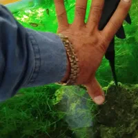 لجن خوار 30سانتی معاوضه با بچه لجنخوار