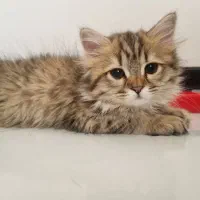 گربه برتیش اصیل|گربه|ساری, |دیوار