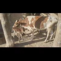 گاو با گوساله