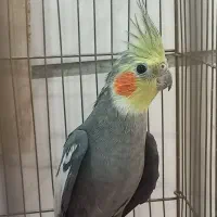 عروس هلندی نر سخن گو