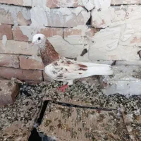 کبوتر هما