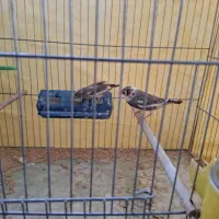 فنچ|پرنده|کرمان, |دیوار