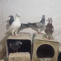 کفتر بوم|پرنده|مشهد, شهرک صنعتی مشهد|دیوار