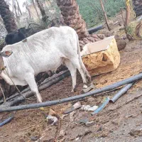 فروش گاو نر هشت بندی چراغ آباد