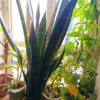 گل وگیاه|گل و گیاه طبیعی|یاسوج, |دیوار