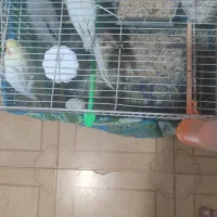 پرنده عروس هلندی|پرنده|مشهد, امیرآباد|دیوار