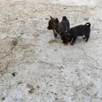 فروش پاکوتاه فیندو ریز و کوچک