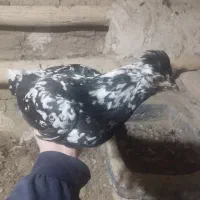 مرغ و خروس گلین|حیوانات مزرعه|کمیجان, |دیوار