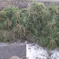 فروش علوفه تازه