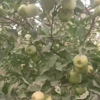 سیب درختی|خوردنی و آشامیدنی|شیراز, اصلاحنژاد|دیوار