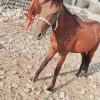 دو عدد مادیوون سواری ۳ ساله