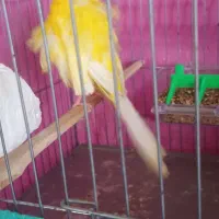 قناری فر|پرنده|رشت, فرزانه|دیوار