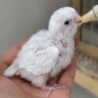 جوجه مرغ عشق هلندی سفید چشم شرابی سرلاکی