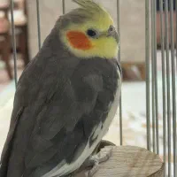 عروس هلندی|پرنده|کرج, باغستان|دیوار