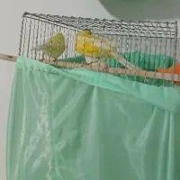 قناری رسمی بلند لون