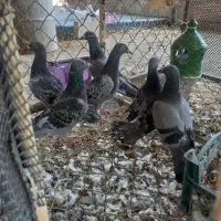 پلاکی و طوقی|پرنده|لنجان, |دیوار